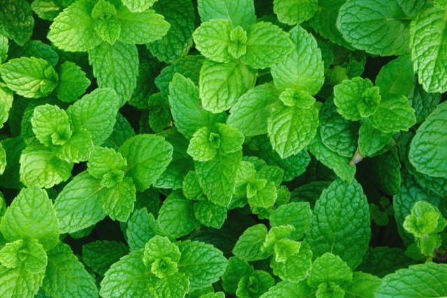 ミントの繁殖力の強さを徹底解説