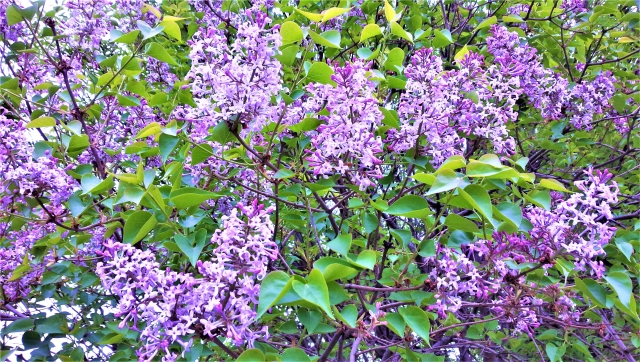 ライラックを植えてはいけない6つの理由