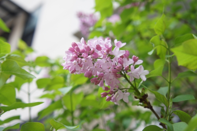 ライラックを植える場合の対処法と上手な育て方