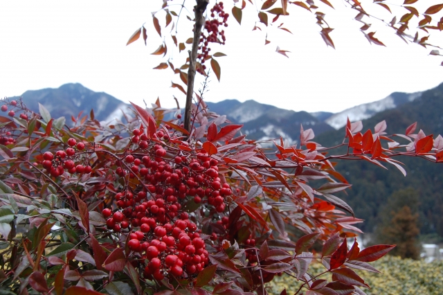 南天の挿し木に適した時期とタイミング