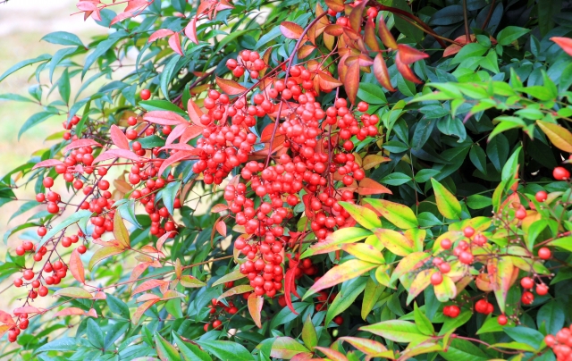 南天の挿し木のやり方と成功させるコツ