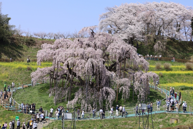 桜の木の寿命は平均何年？種類別に詳しく解説