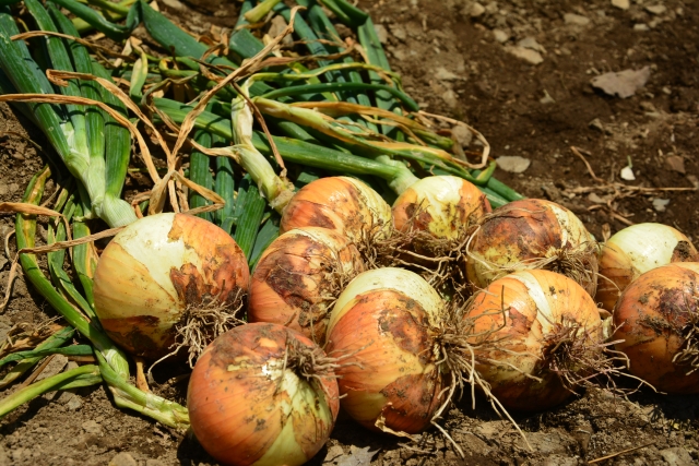 玉ねぎを庭に植えてはいけない問題を解決する対策方法