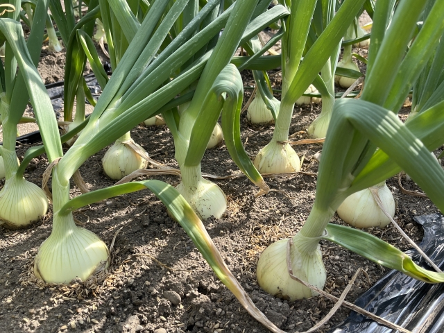 玉ねぎを庭に植えてはいけない理由とは？